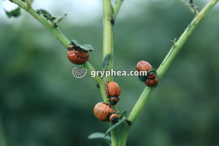 Doryphores - Larves agées sur un plant de pomme de terre (Leptinotarsa decemlineata) - gryphea.com